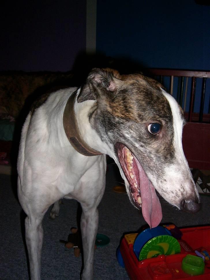 Greyhound Trunte  ^^ DØD ^^ billede 19
