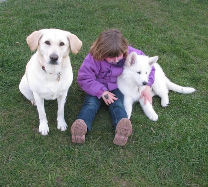 Labrador retriever Trunte billede 13