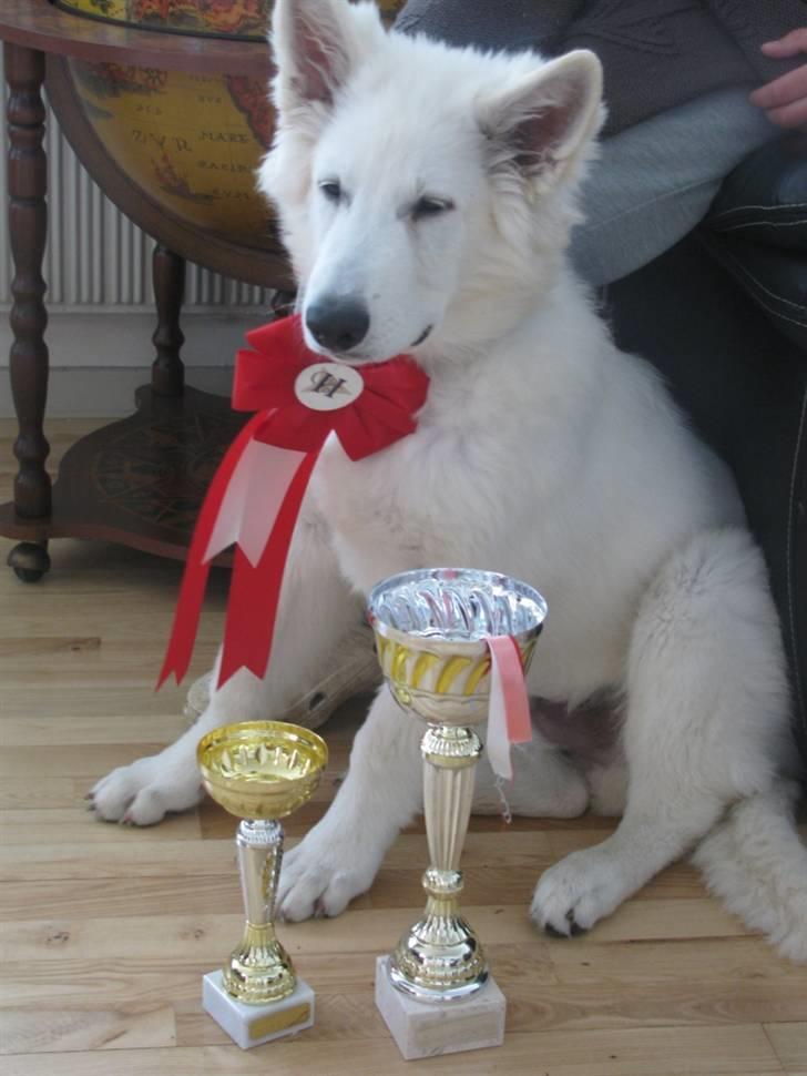 Hvid schæfer Iakin-Boaz - Og igen billede 6