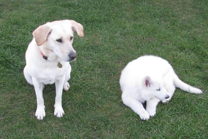 Hvid schæfer Iakin-Boaz - Bare vent jeg bliver meget storer end dig billede 7
