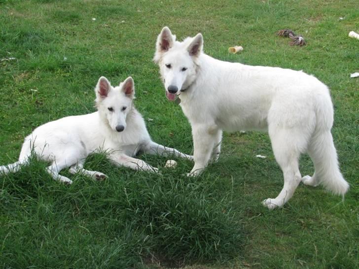 Hvid schæfer Iakin-Boaz - Iakin og søster Inka billede 8