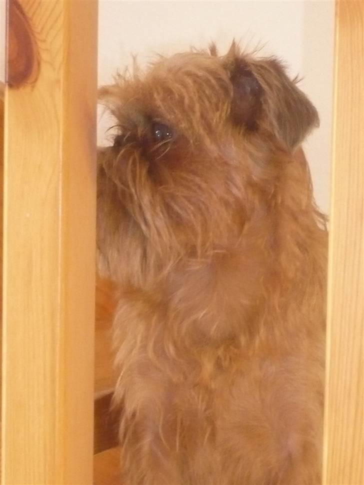 Griffon bruxellois Abu billede 13