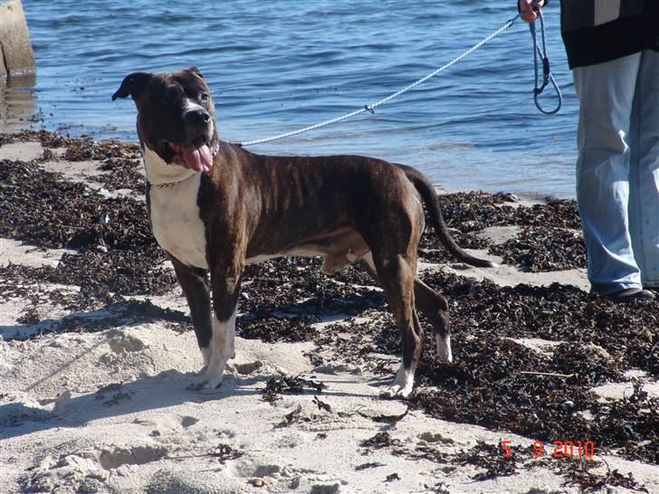 Amerikansk staffordshire terrier Jack (2004-2017)  billede 20