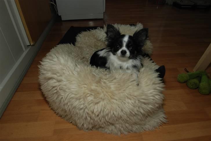 Chihuahua Mowgli billede 1