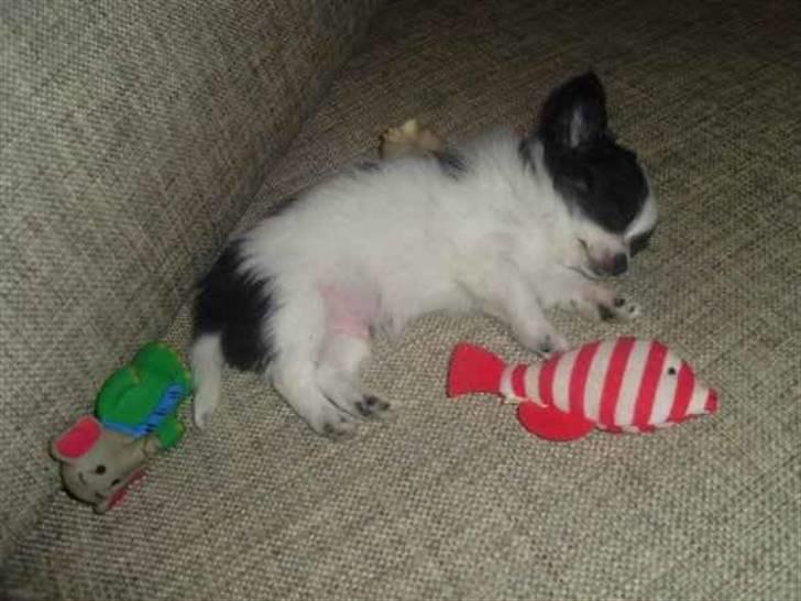 Chihuahua Mowgli billede 2