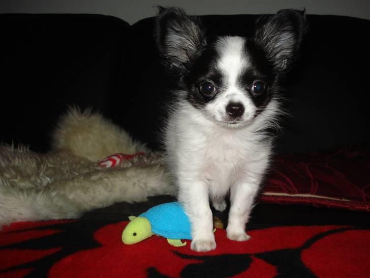 Chihuahua Mowgli billede 3