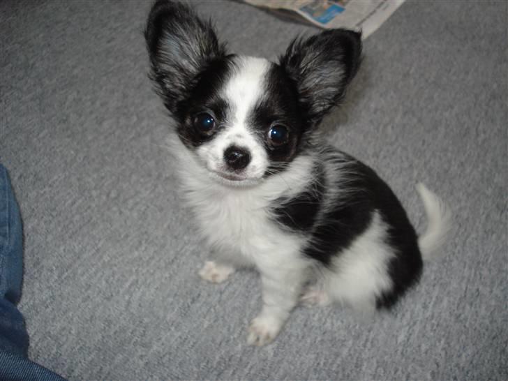 Chihuahua Mowgli billede 4