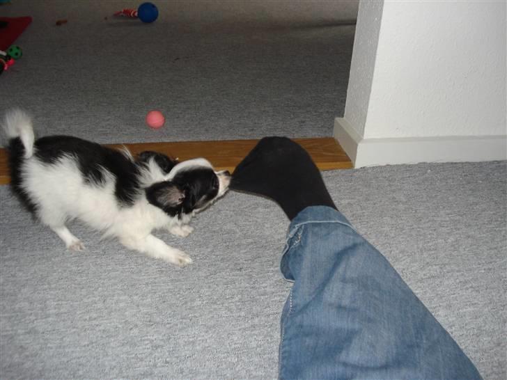 Chihuahua Mowgli billede 5