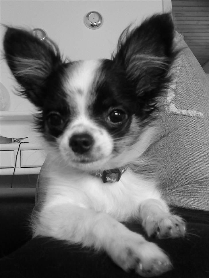 Chihuahua Mowgli billede 6