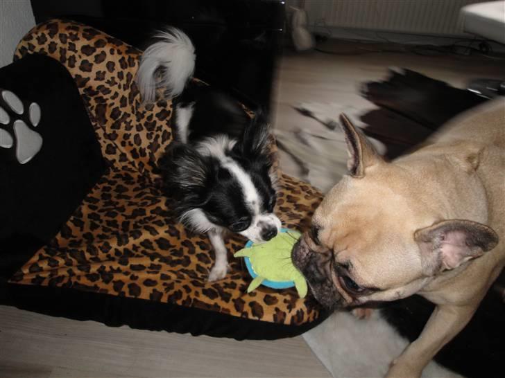 Chihuahua Mowgli - Mowgli og Snoop(min kærestes hund) billede 7