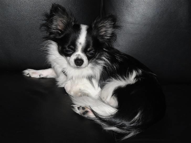 Chihuahua Mowgli - 1 år gammel:) billede 8