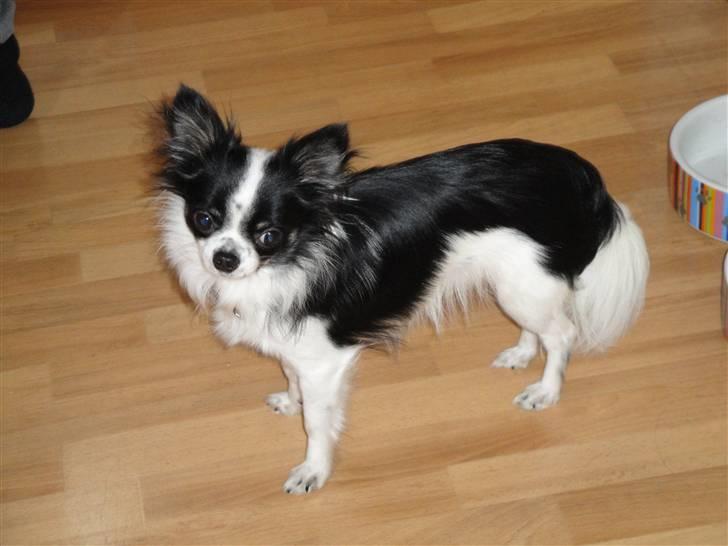 Chihuahua Mowgli billede 9