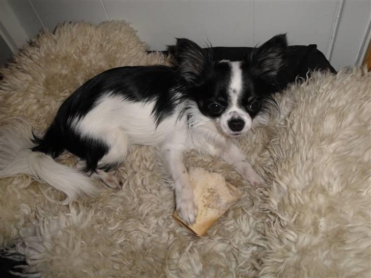 Chihuahua Mowgli billede 10