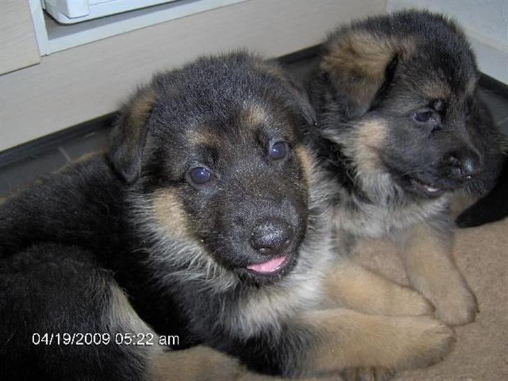Schæferhund Vennebjergs Iwo - Hos opdrætteren sammen med en af hans søskende billede 19