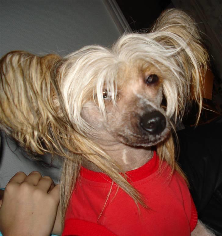 Chinese crested hårløs Misella's Usabine Unike  billede 1