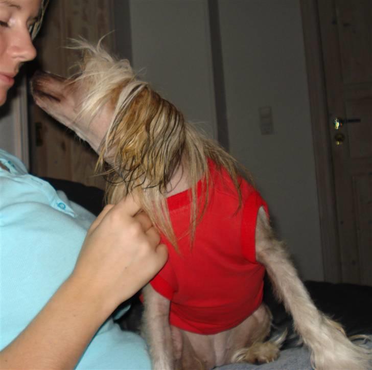 Chinese crested hårløs Misella's Usabine Unike  - Mys til mor <3 billede 2