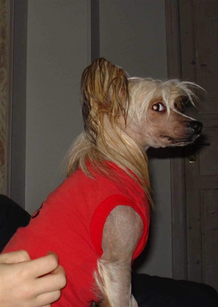 Chinese crested hårløs Misella's Usabine Unike  - øhh, hvad er det der er bag mig? billede 3