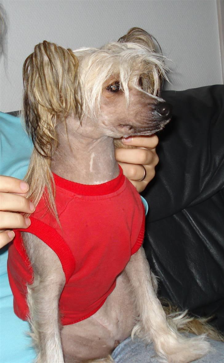 Chinese crested hårløs Misella's Usabine Unike  - Bine ser TV billede 4