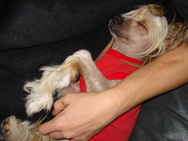 Chinese crested hårløs Misella's Usabine Unike  - Bine sover sammen med far´s arm <3 billede 5
