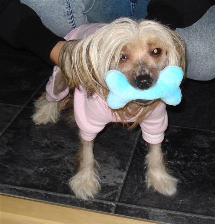 Chinese crested hårløs Misella's Usabine Unike  - "Se hvad JEG fandt!" billede 6