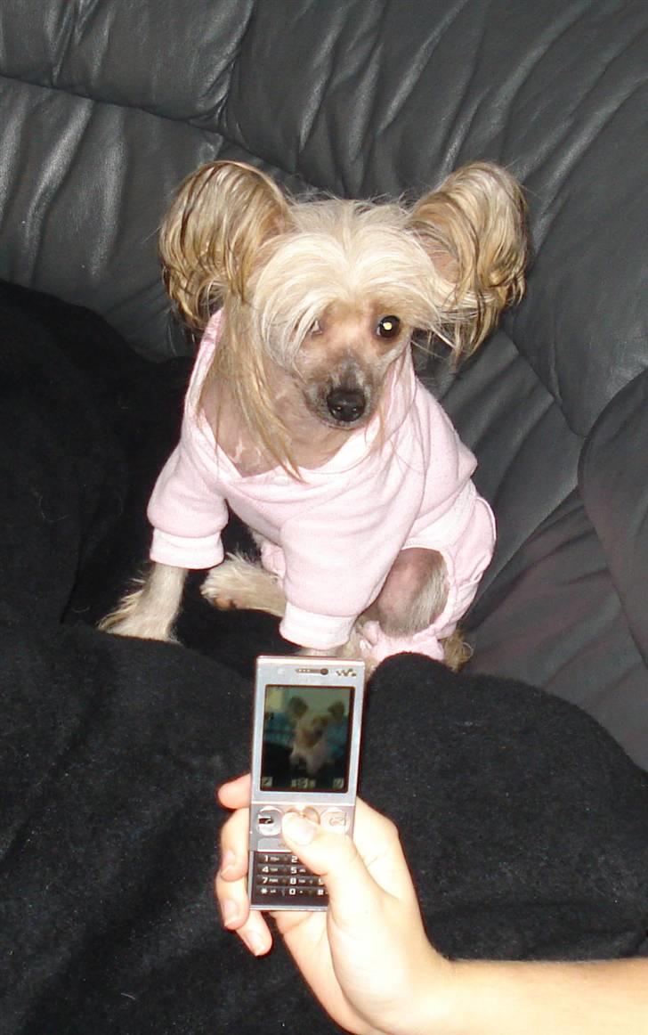 Chinese crested hårløs Misella's Usabine Unike  - Dejlige Bine <3 billede 7