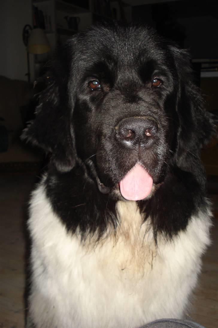 Newfoundlænder Lucky (Luke) billede 1