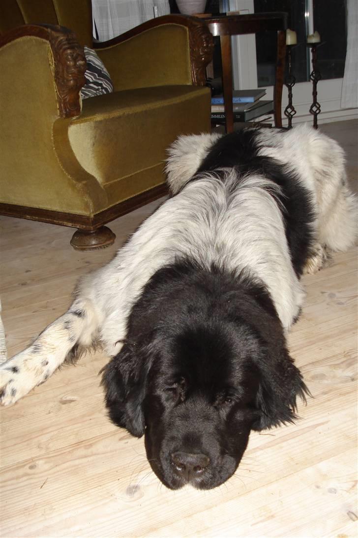 Newfoundlænder Lucky (Luke) billede 2