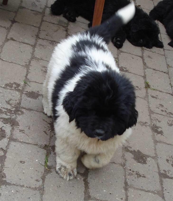 Newfoundlænder Lucky (Luke) billede 3