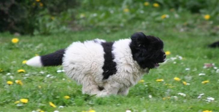 Newfoundlænder Lucky (Luke) billede 4