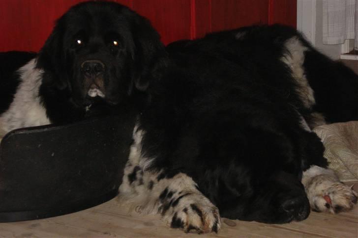 Newfoundlænder Lucky (Luke) billede 5