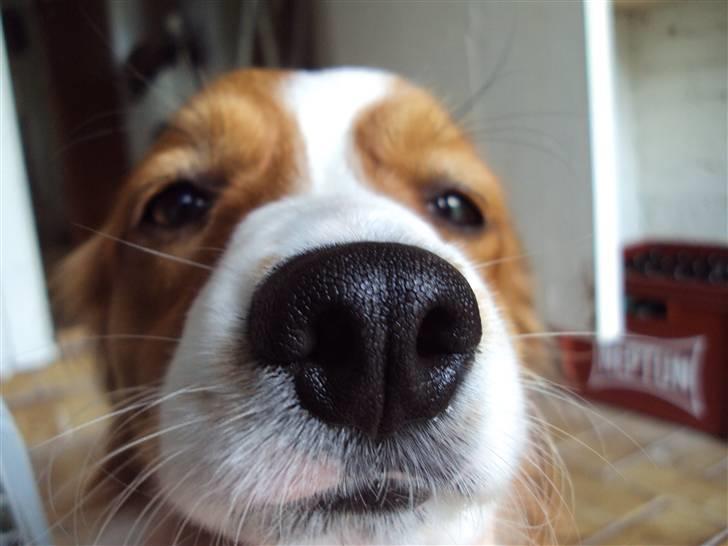 Kooikerhondje Ricko billede 2