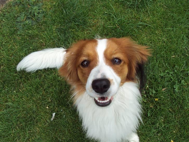 Kooikerhondje Ricko billede 3
