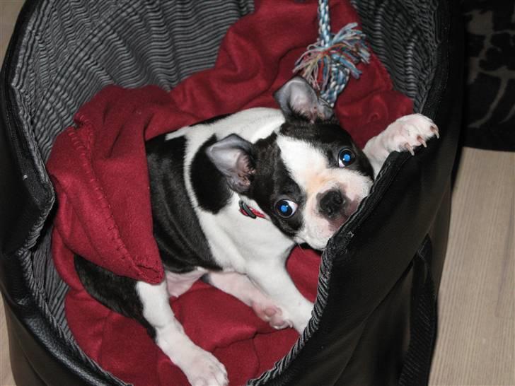 Boston terrier Cita billede 18