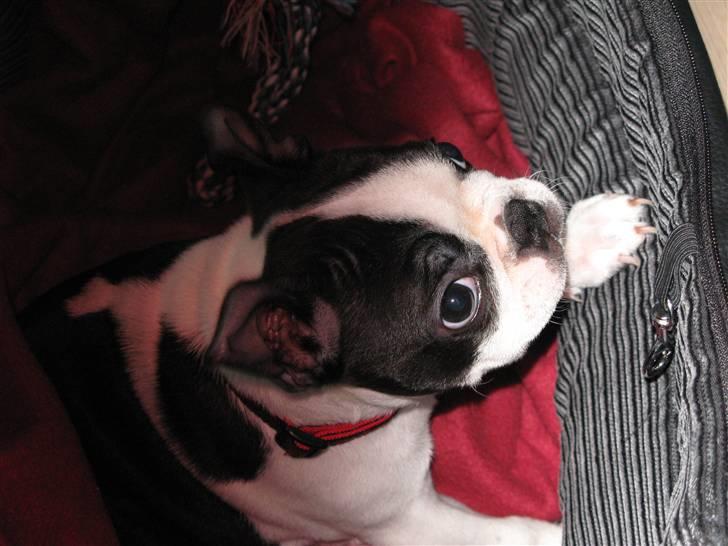 Boston terrier Cita billede 19