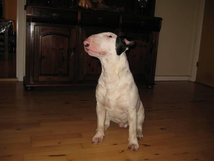 Bullterrier Steadfast Oscar R*I*P billede 7