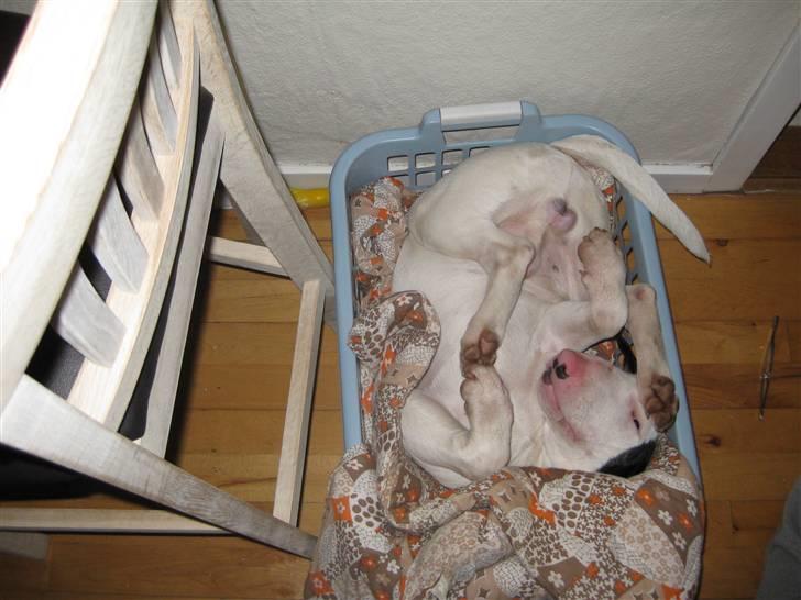 Bullterrier Steadfast Oscar R*I*P billede 8