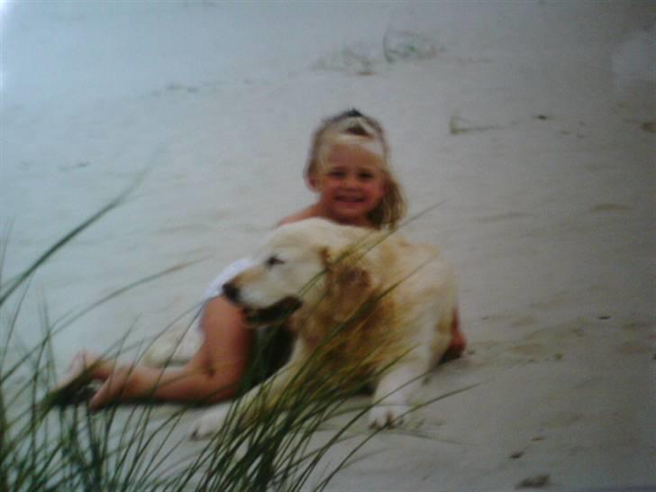 Golden retriever Funni *RIP* - Mig ogFunni<3 ved stranden billede 4