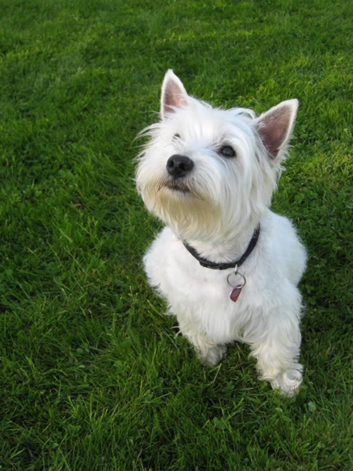 West highland white terrier Blixen - Nyt Fra 20 maj 2010 billede 4