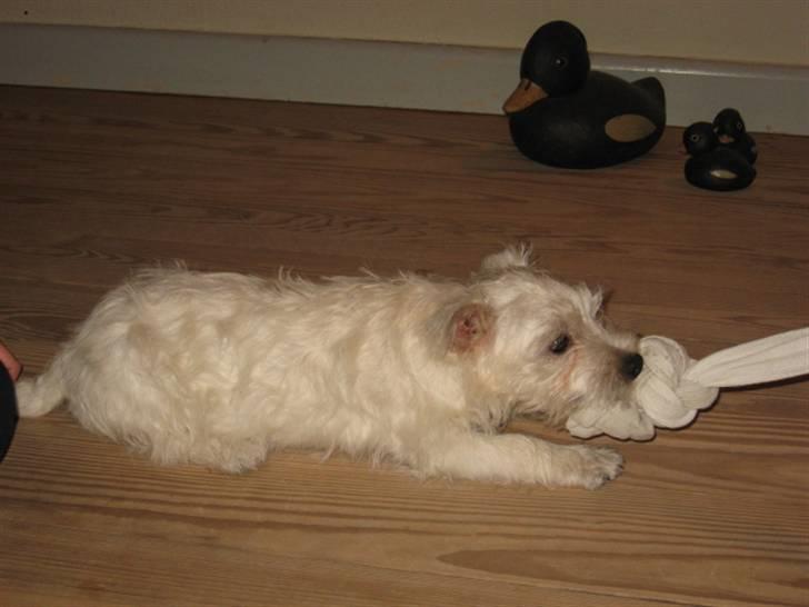 West highland white terrier Blixen - Hun er stærk den lille:) billede 5