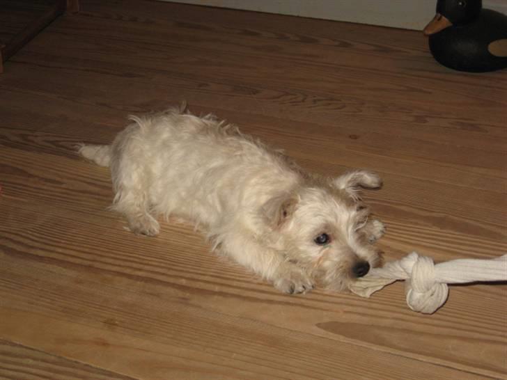 West highland white terrier Blixen - Og igen:) billede 6