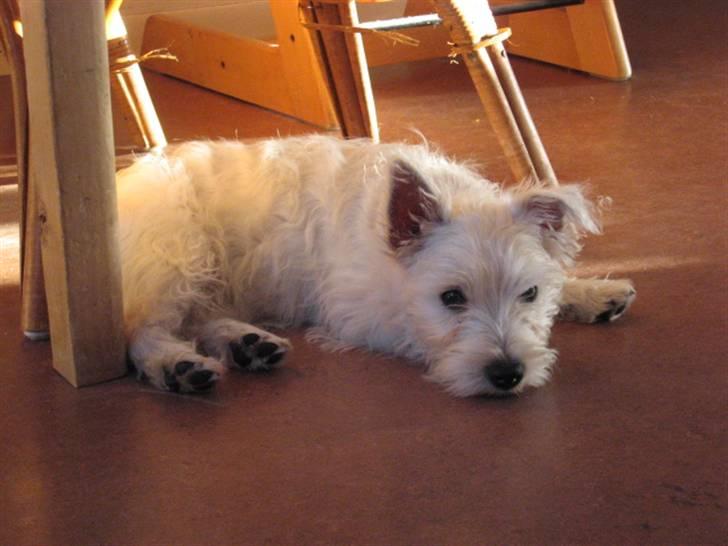 West highland white terrier Blixen - En lille lur er nødvendigt når man har leget billede 7