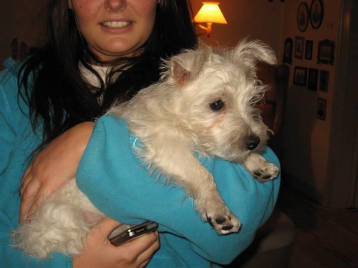 West highland white terrier Blixen - Sammen med storesøster:) billede 8