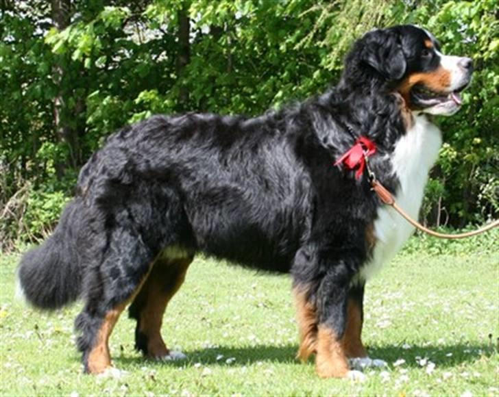 Berner sennenhund Bacchus billede 1