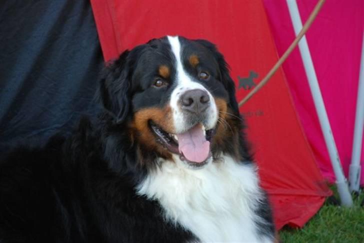 Berner sennenhund Bacchus billede 2