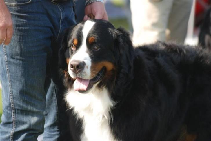 Berner sennenhund Bacchus billede 3