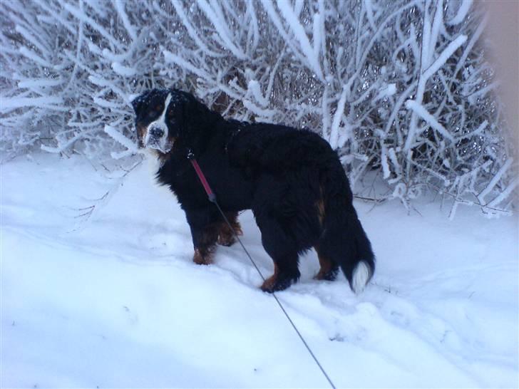Berner sennenhund Bacchus billede 4