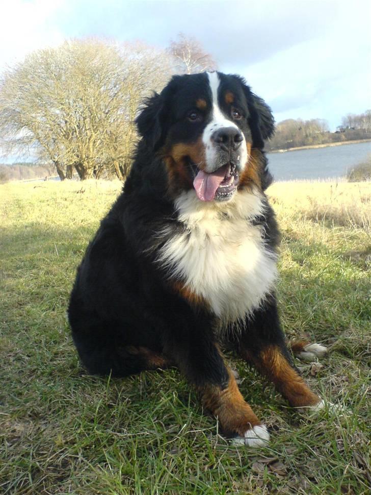 Berner sennenhund Bacchus billede 5