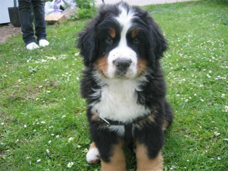 Berner sennenhund Bacchus billede 6