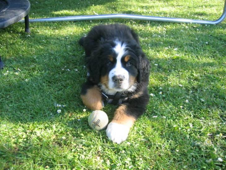 Berner sennenhund Bacchus billede 7