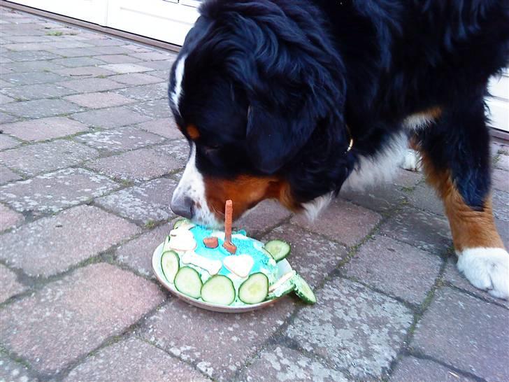 Berner sennenhund Bacchus billede 8